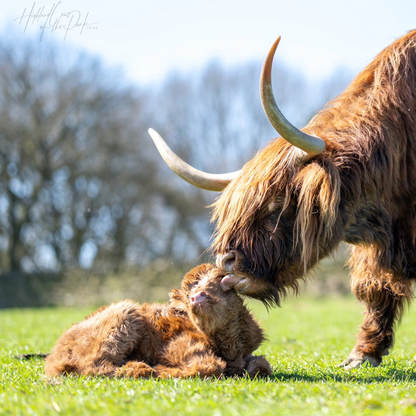 Sponsor our oldest highland cow