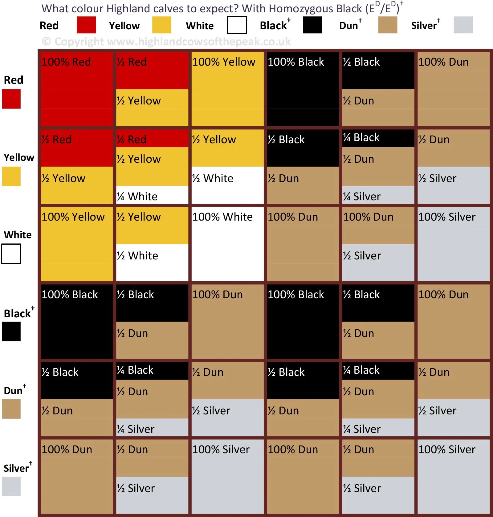 Highland Cattle Coat Colour Genetics Explained