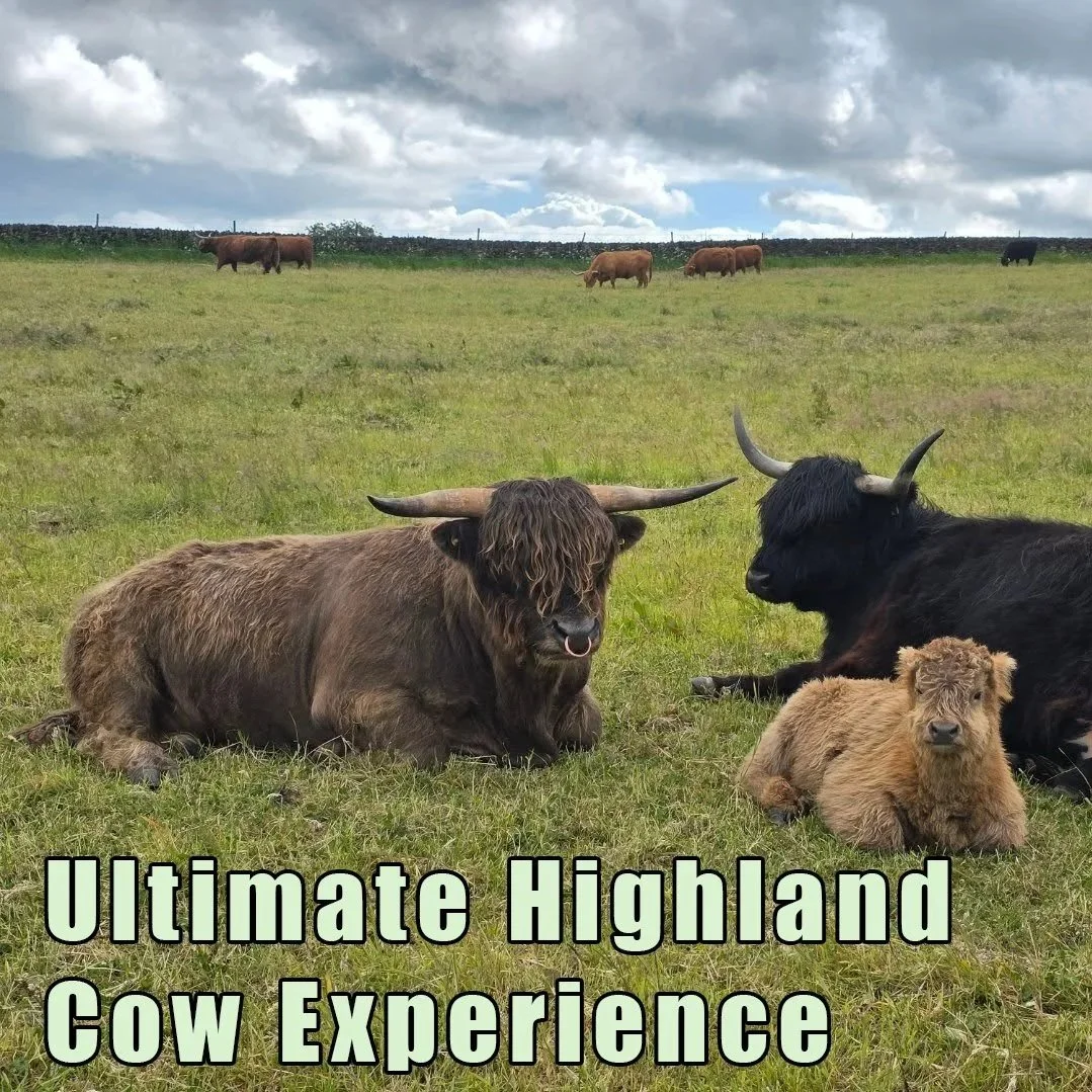 Ultimate Highland Cow Experience