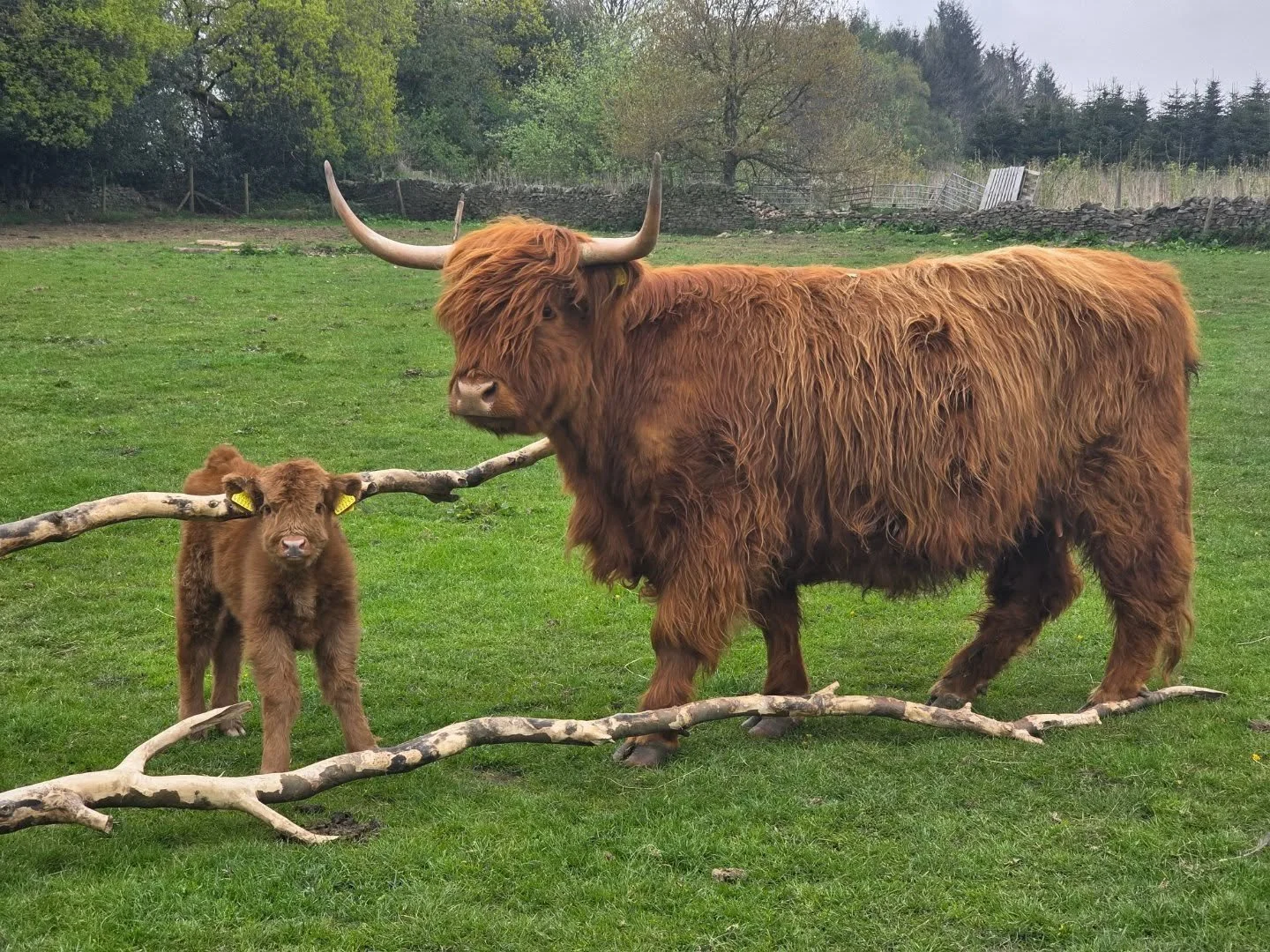 Little Lily Alice and Big Lily Alice