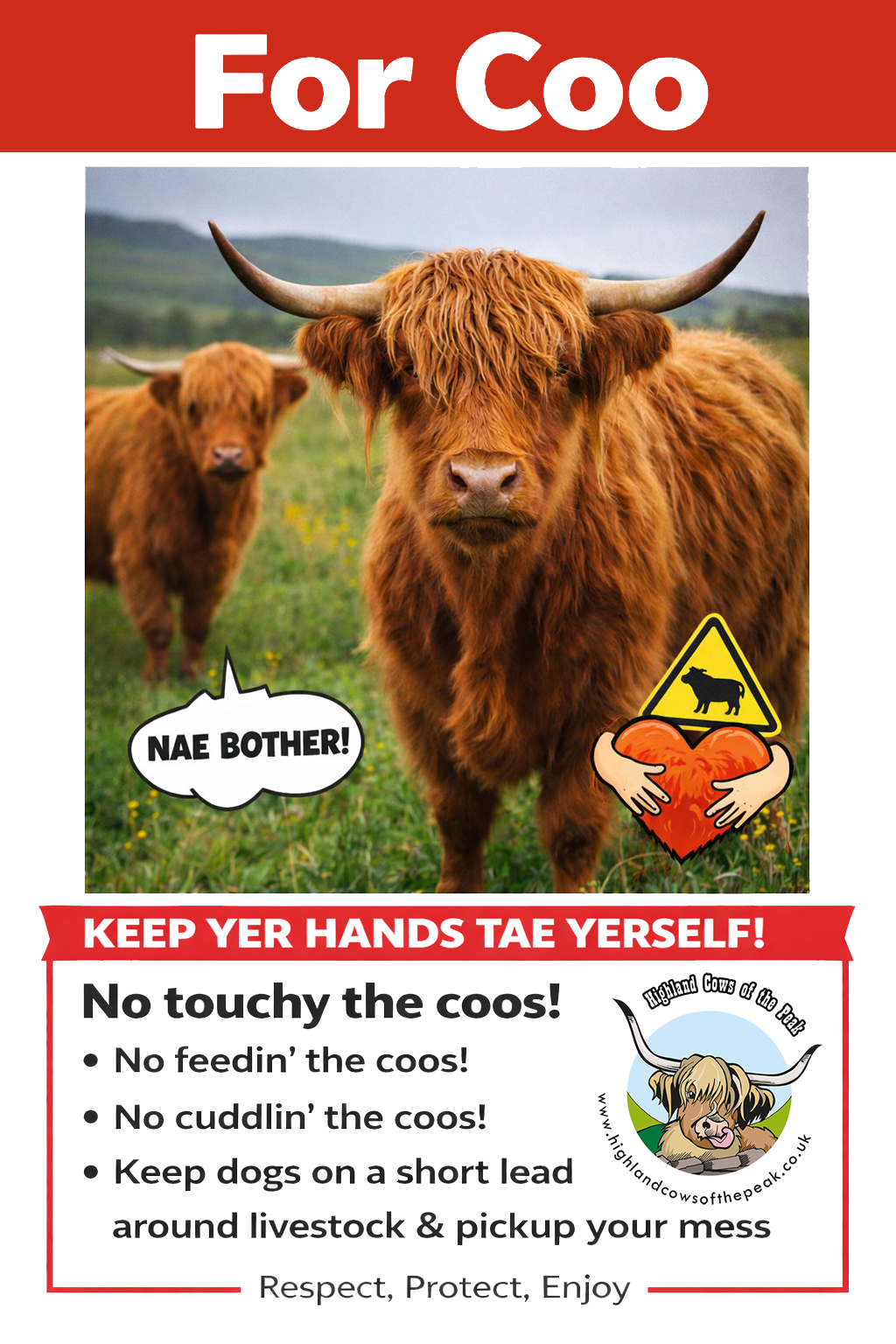 For Coo Campaign - Highland Cow Cuddling at Experiences only