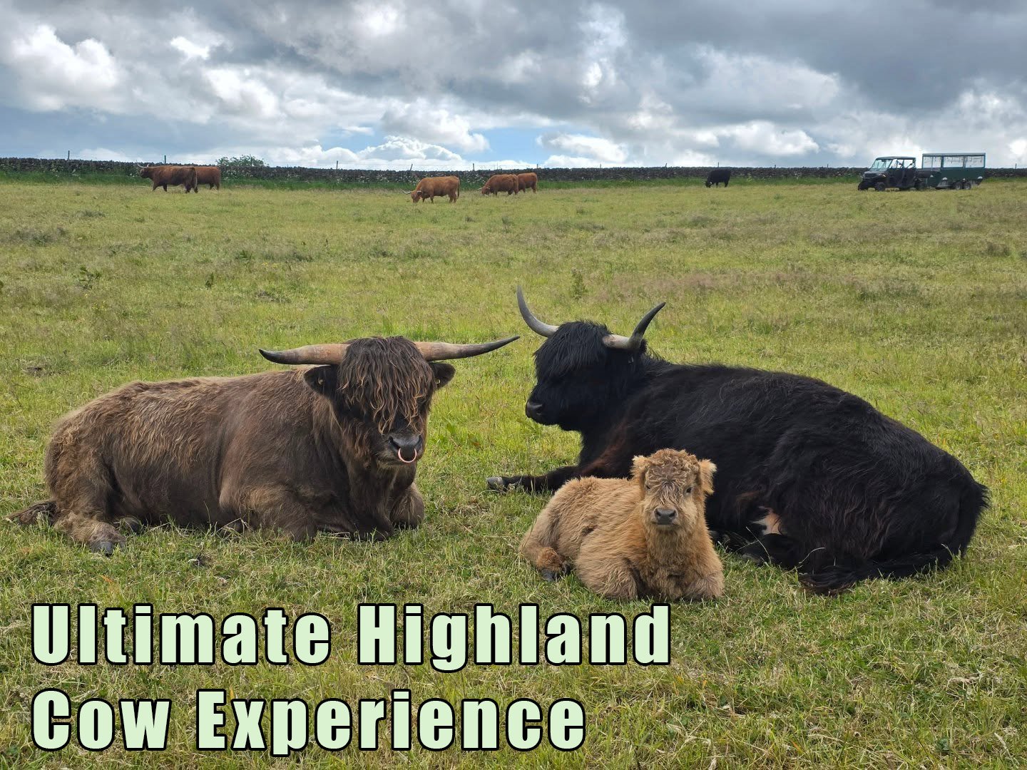 ultimate-highland-cow-experience copy.jpg (Copy)
