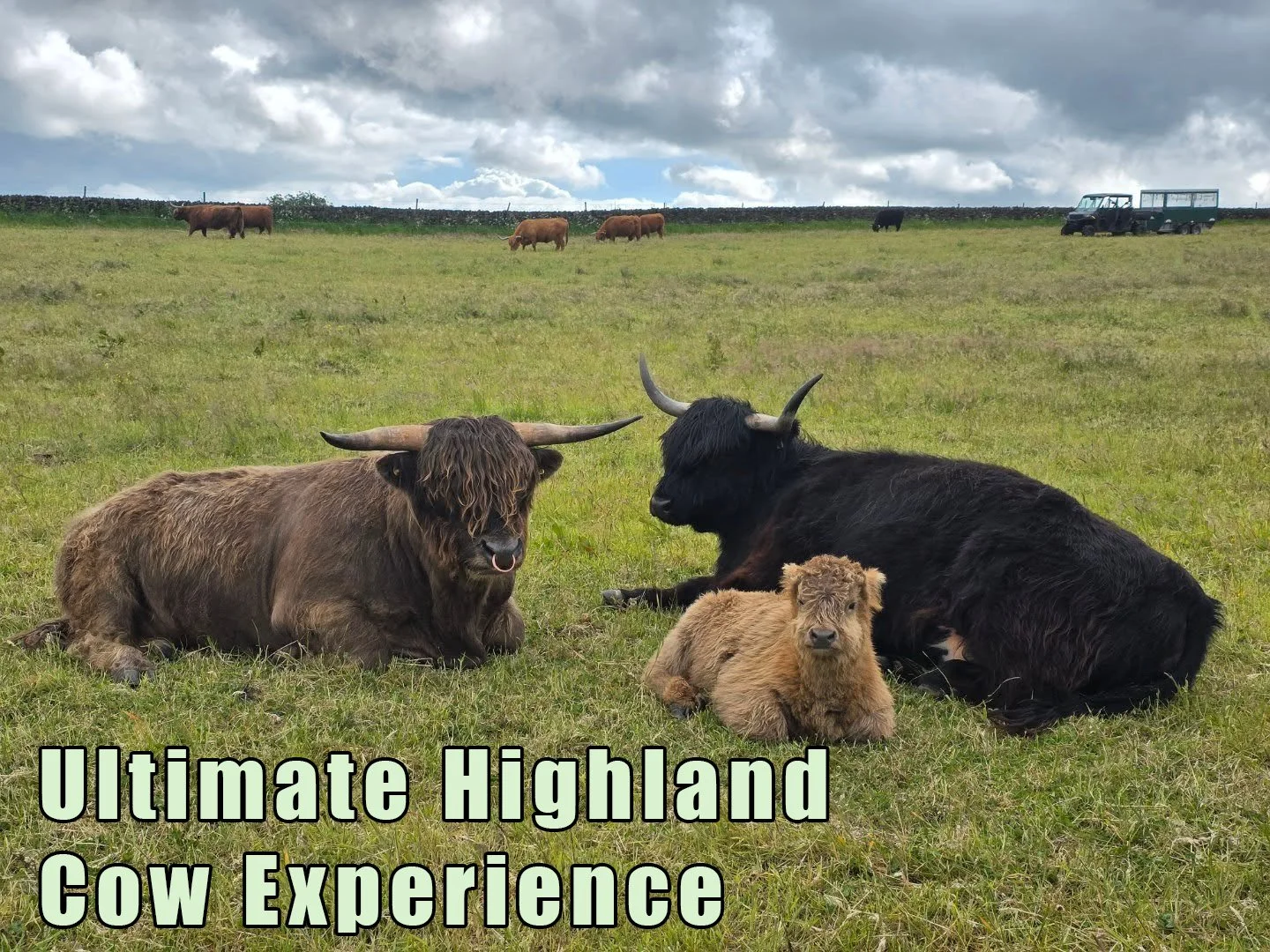 Ultimate Highland Cow Experience