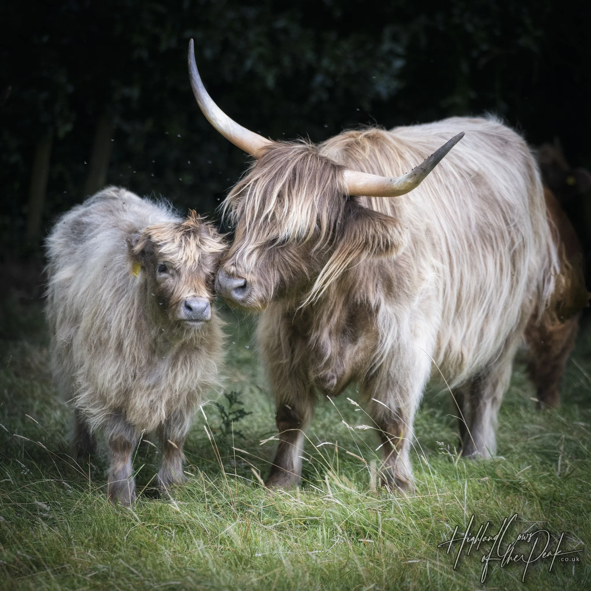 Adopt A Highland Cow Sponsor Highland Cattle Highland Cows Of The Adopt a highland cow sponsor highland cattle highland cows of the
