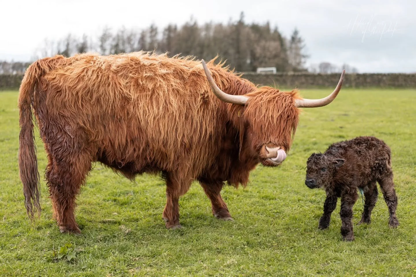 Adopt Lily Alice Highland Cow