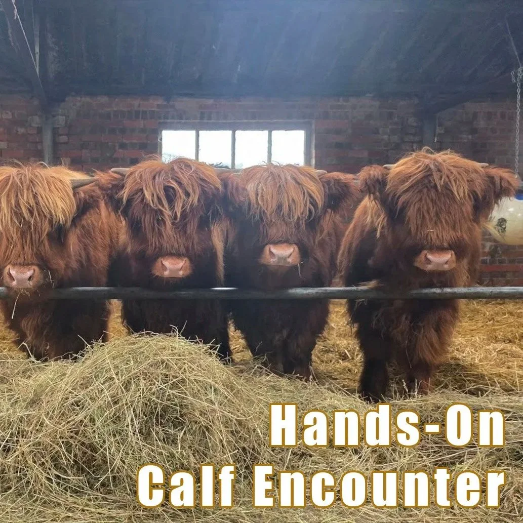 Highland Calf Hands-On - Weekends (April) - Per Person