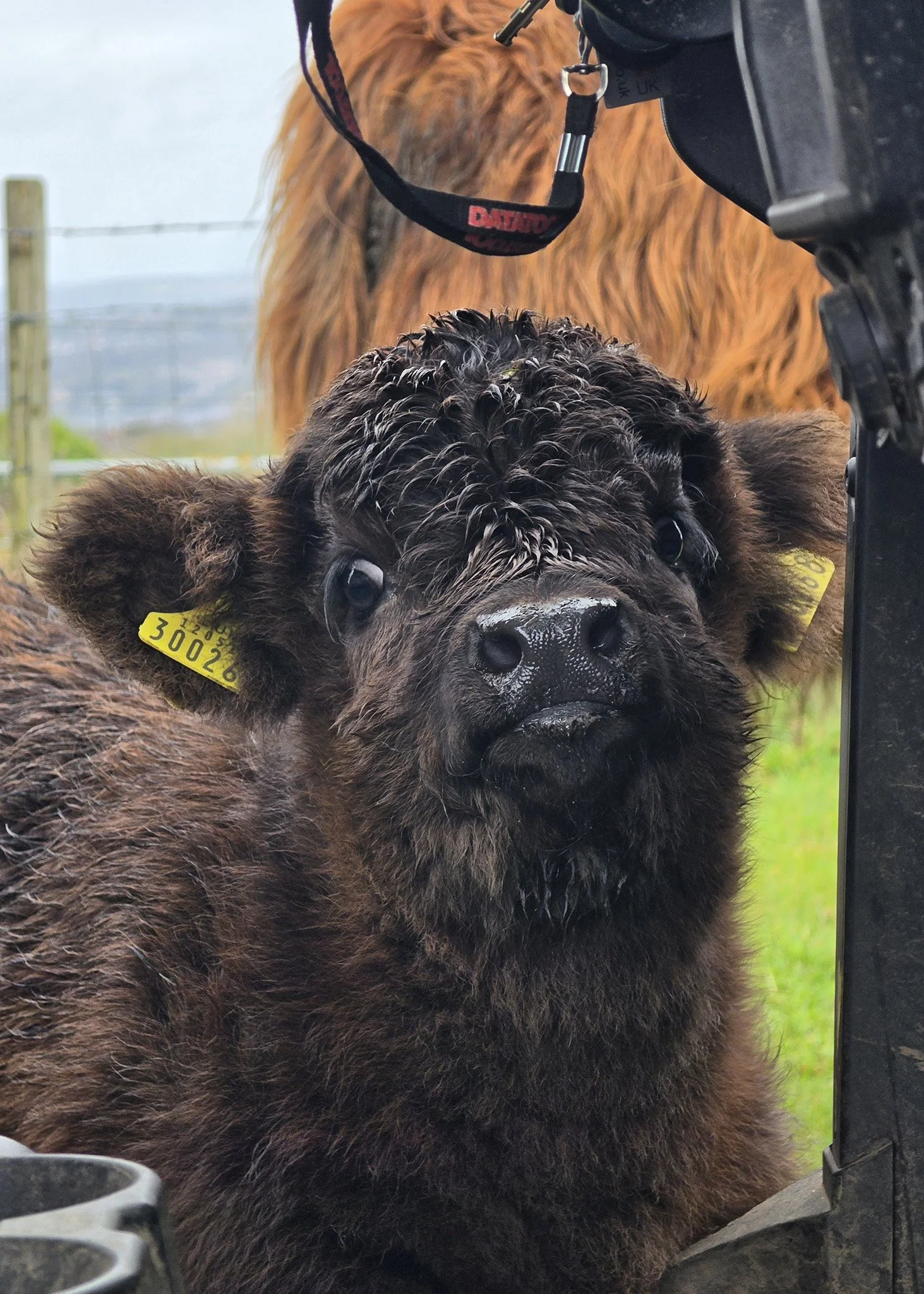 Sponsor our young black highland cow