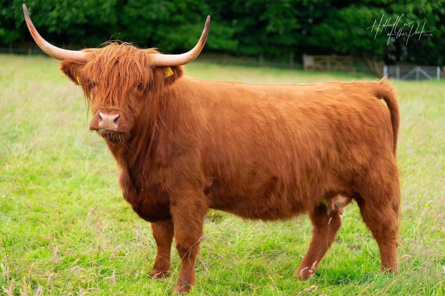 Meet the MaHuRuCo Fold of Highland Cows — Highland Cows of the Peak Experiences