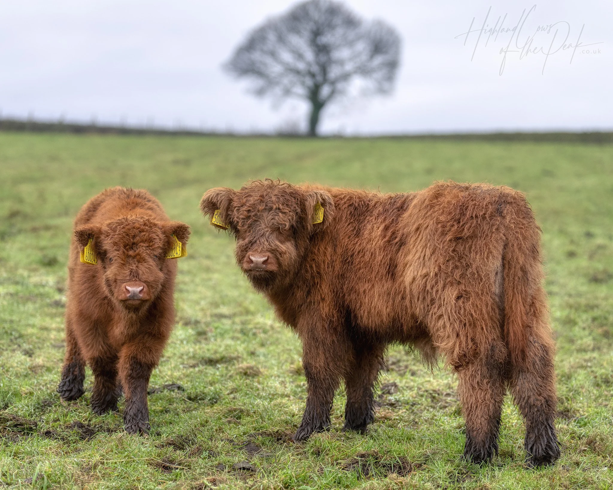Adopt a Highland Cow from our UK Fold of Scottish Highland Cattle - Adoption Packs