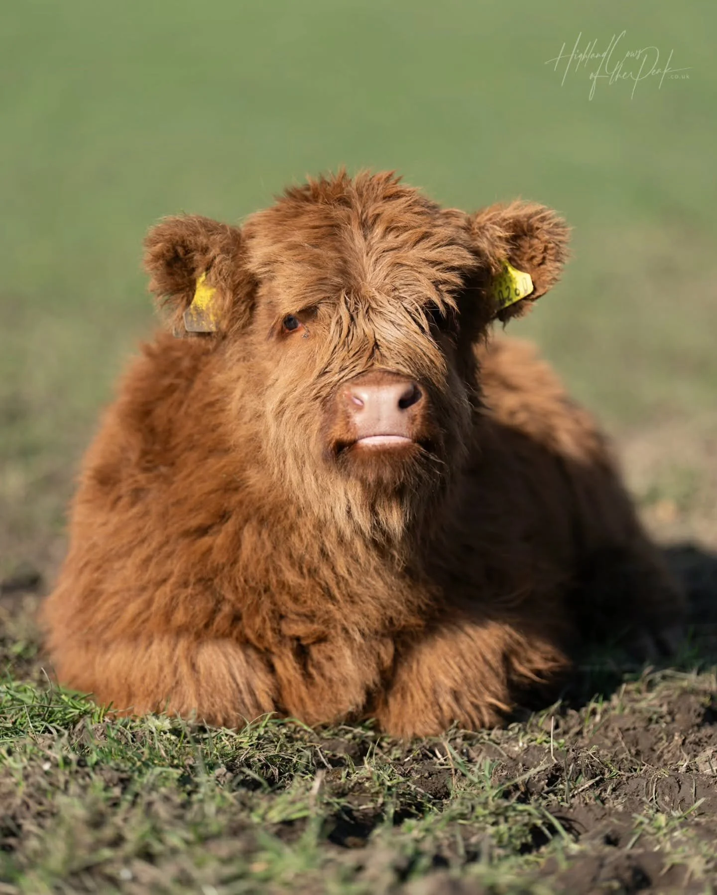 Biscuit