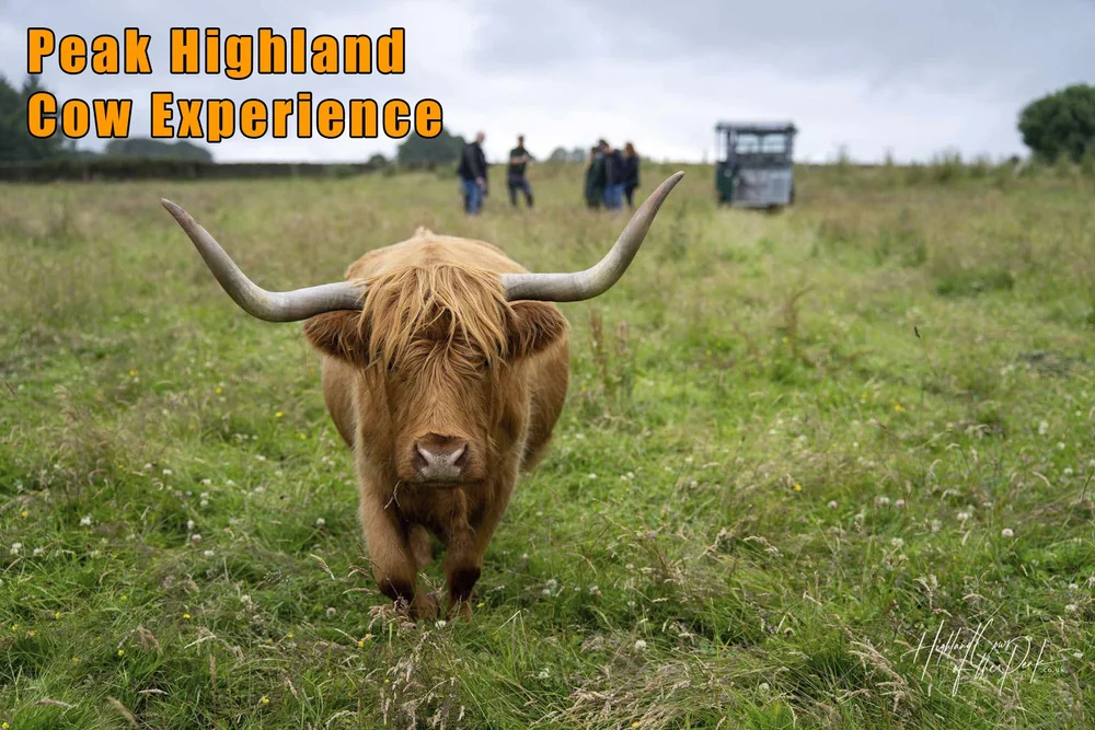 Highland Cattle Hands-On Experiences Book Online — Highland Cows of the ...