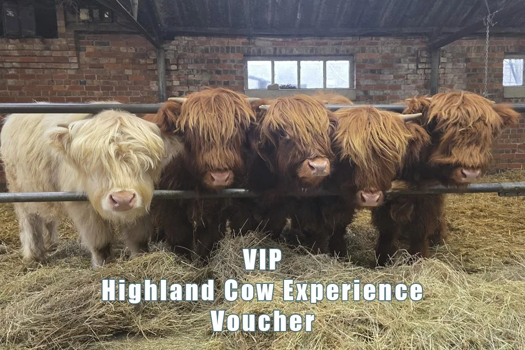 Gift Voucher for our VIP Highland Cow Experiences