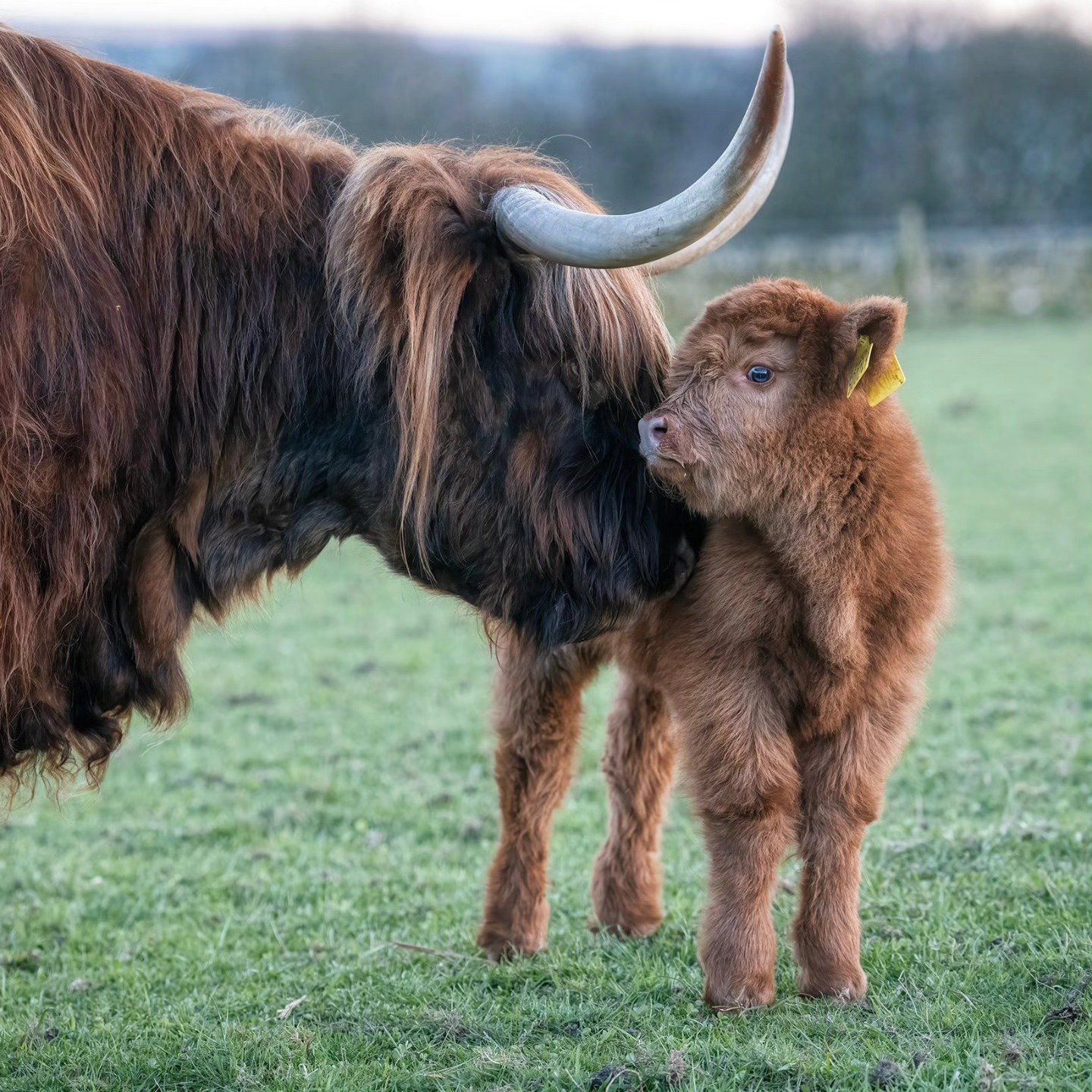 Adopt Little Wendreda
