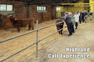Highland Cattle Hands-On Experiences Book Online — Highland Cows of the ...