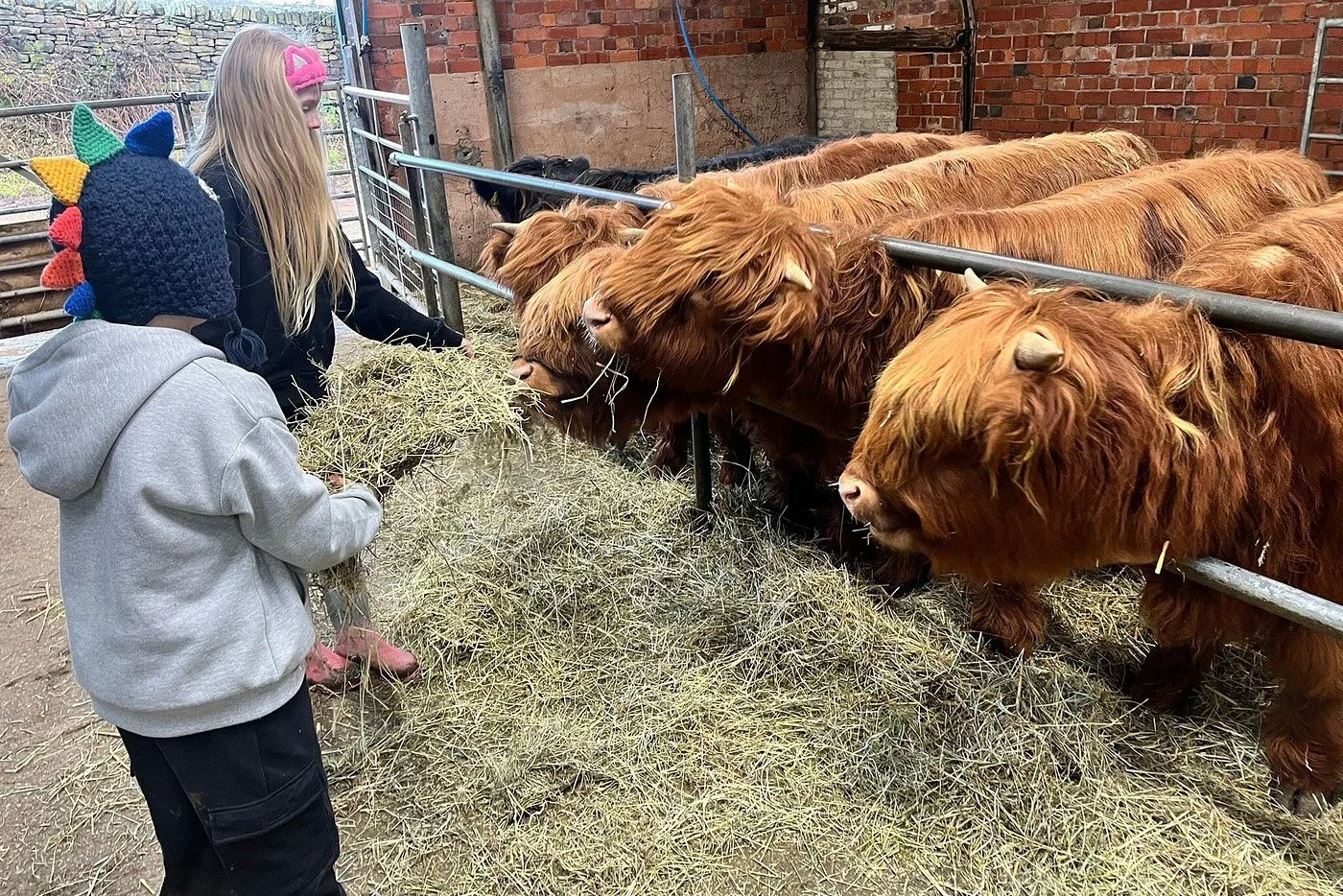 Hairy Coo Encounter