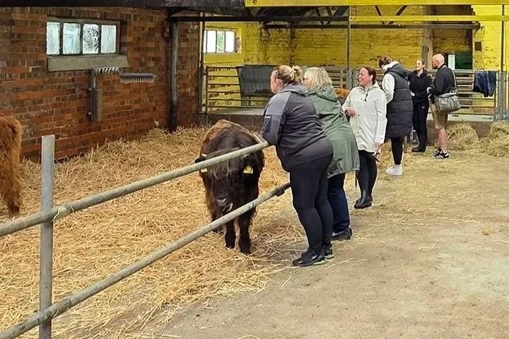 Meet & Pet Highland Cows, Hand Feed Cows, Mini Moo Hands-On Encounter