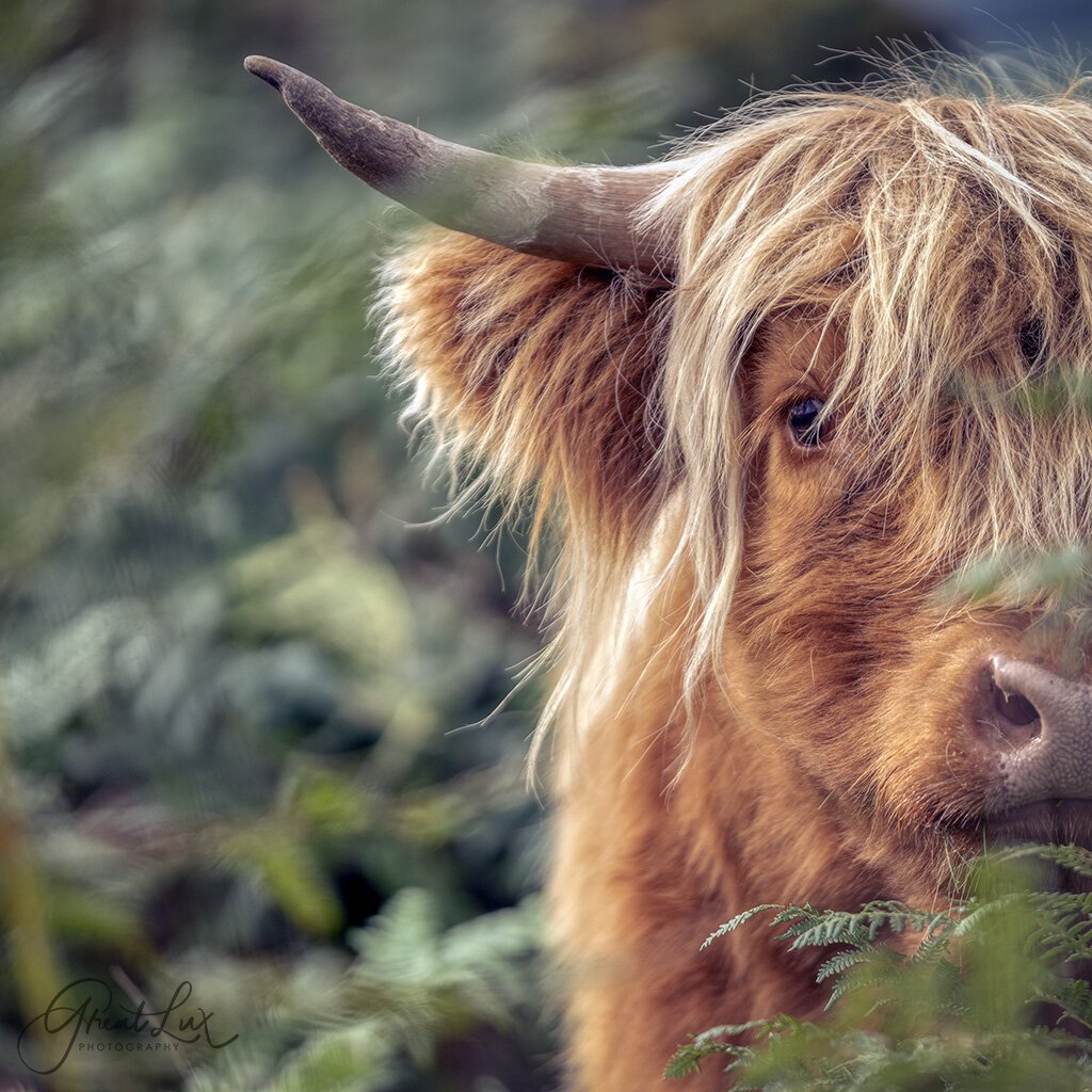 peak-a-moo-highland-cow-canvas.jpg