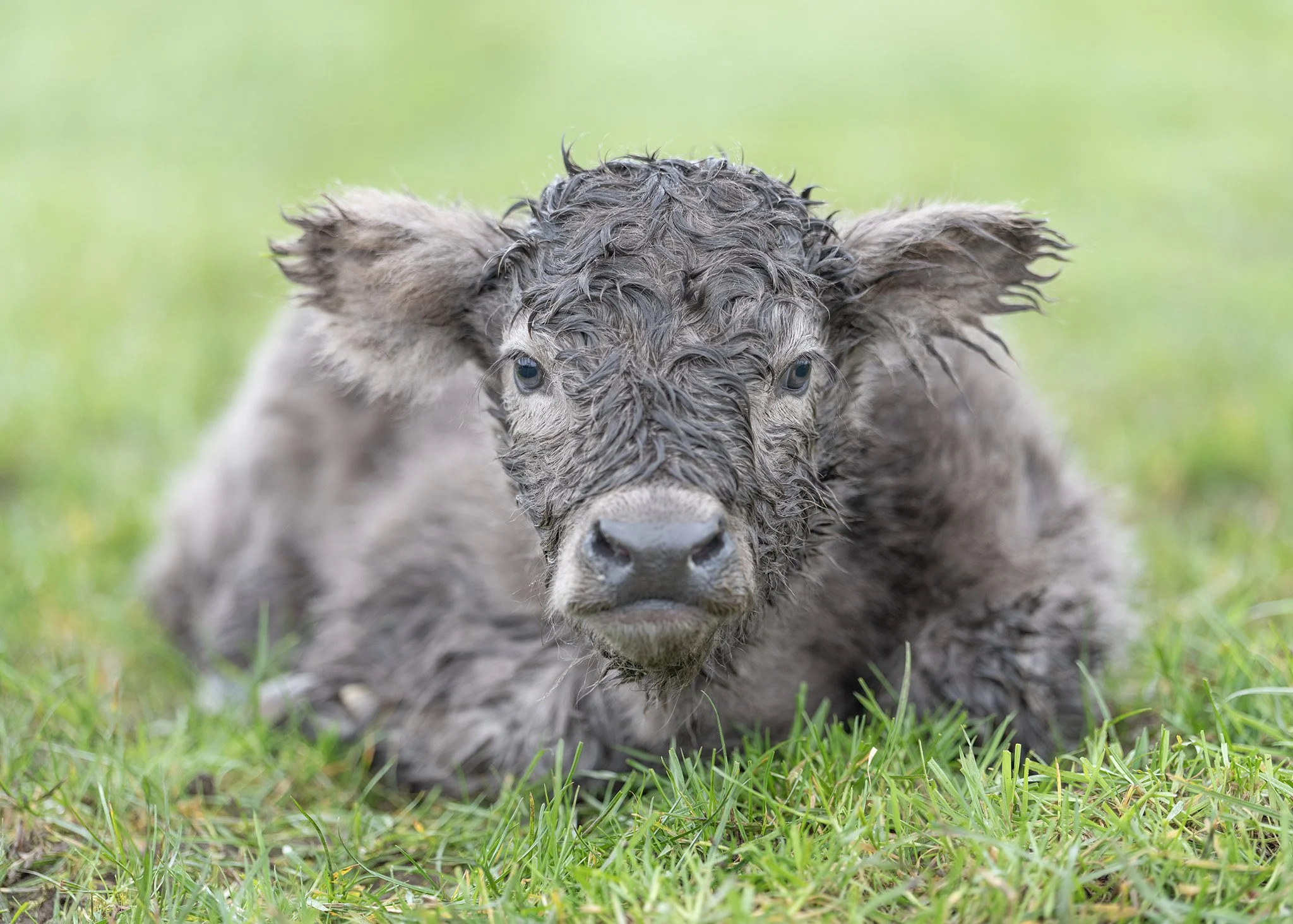 Highland Cow Adoption Babybel