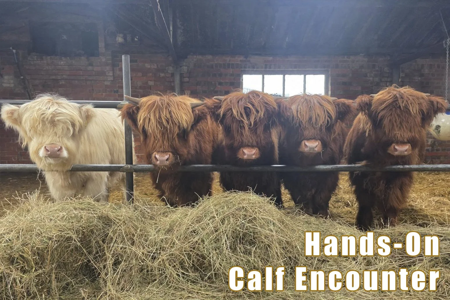 highland-calf-hands-on-encounter.jpg