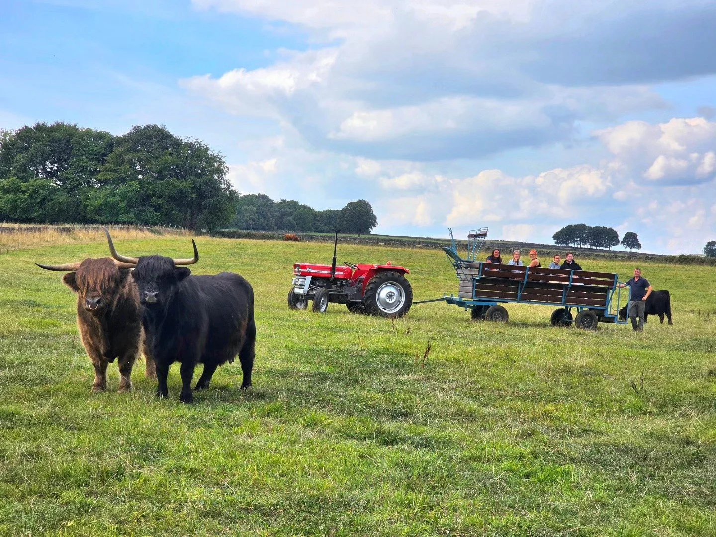 highland cow experiences