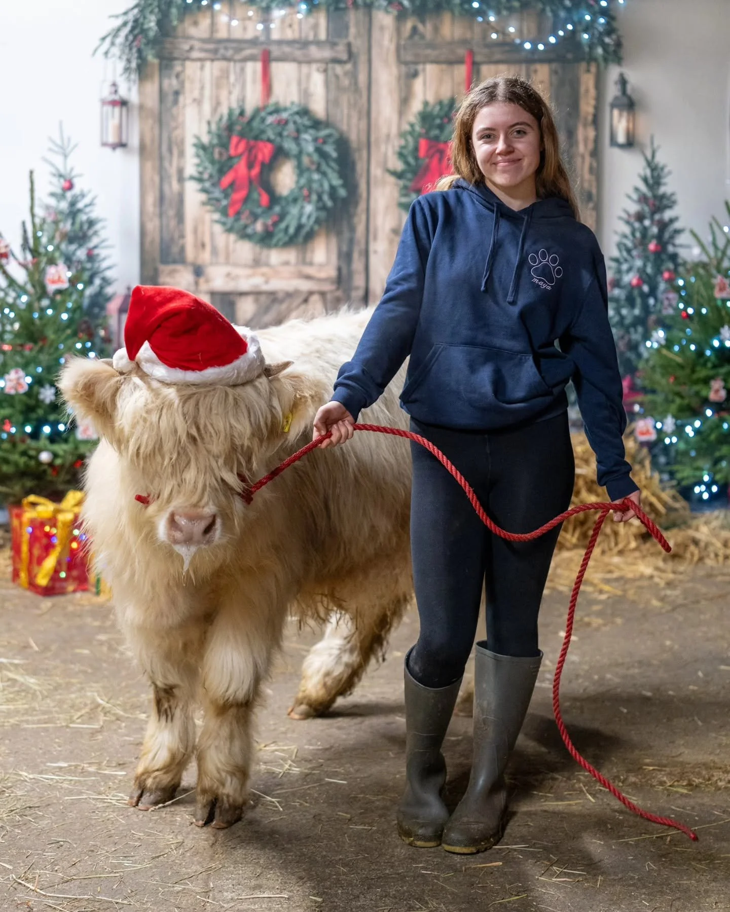 Christmas Highland Cow Experience