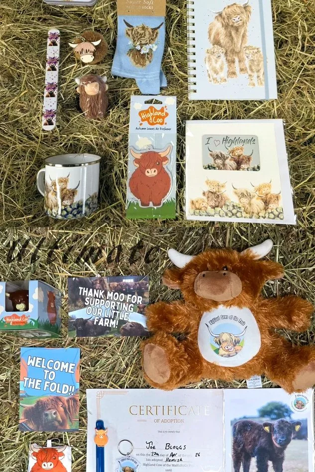 ultimate-highland-cow-adoption.jpg