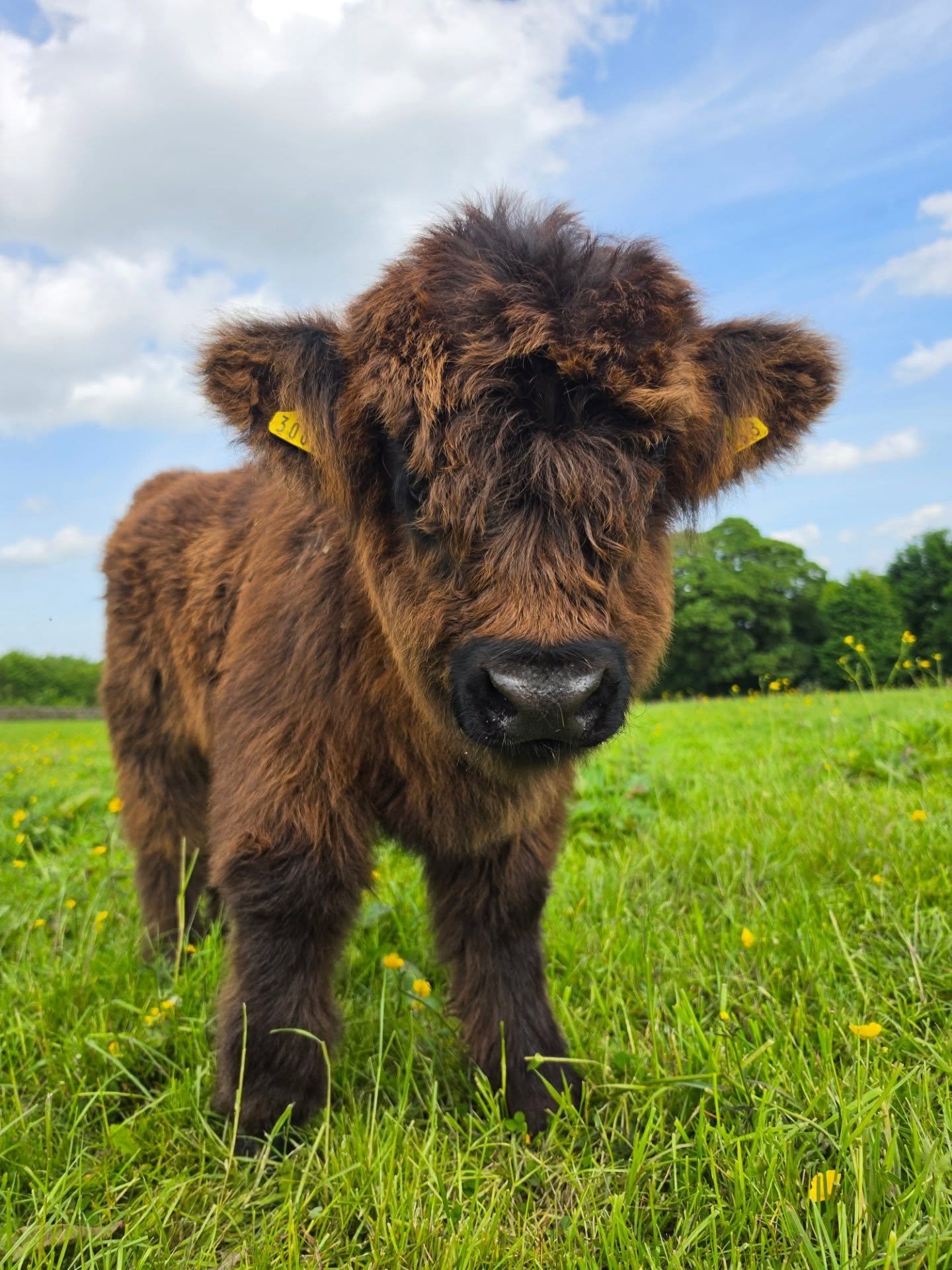 Little Morag Dubh