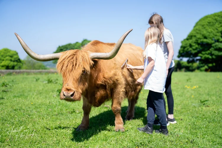 Ultimate Highland Cow Experience in Sheffield, South Yorkshire on the edge of the Peak District
