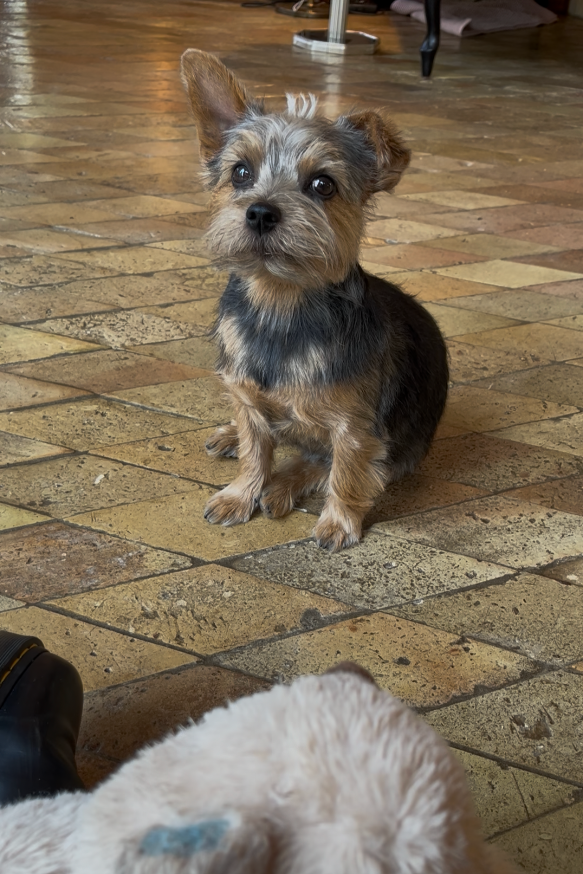 Kleiner, süßer Hund mit braun-schwarzem Fell sitzt auf einem gepflasterten Boden, schaut aufmerksam in die Kamera.