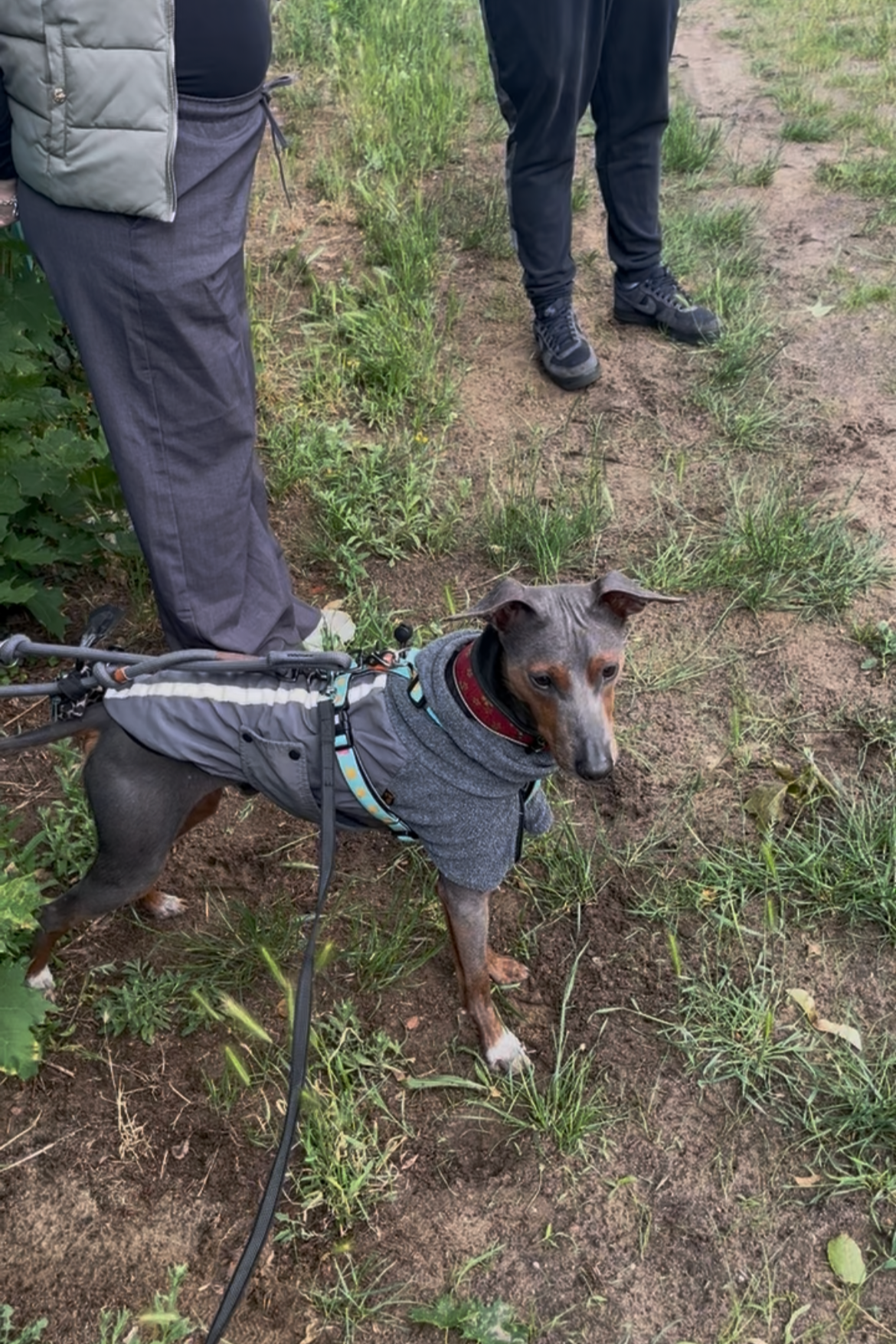 Ein Hund trägt eine graue Jacke und eine rote Halsband und wird an einer Leine gehalten. Zwei Menschen sind im Bild, sie stehen auf einem Weg mit Gras und Erde. Es sieht aus wie ein Spaziergang im Freien.