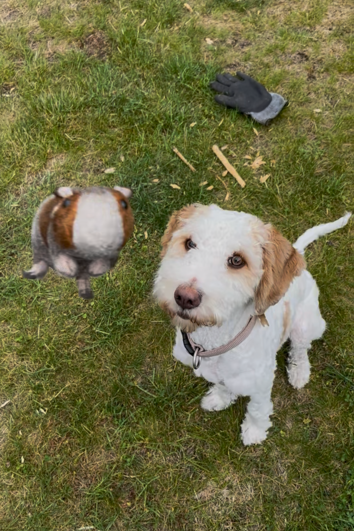 Ein weiß-brauner Hund sitzt auf grasbewohnter Fläche und schaut auf eine fliegende Hamster-Drohne. Im Hintergrund liegen eine Arbeitshandschuh, Holzstöcke und Laub. Eine kleine fliegende Hamster-Drohne ist in der Nähe des Hundes sichtbar.