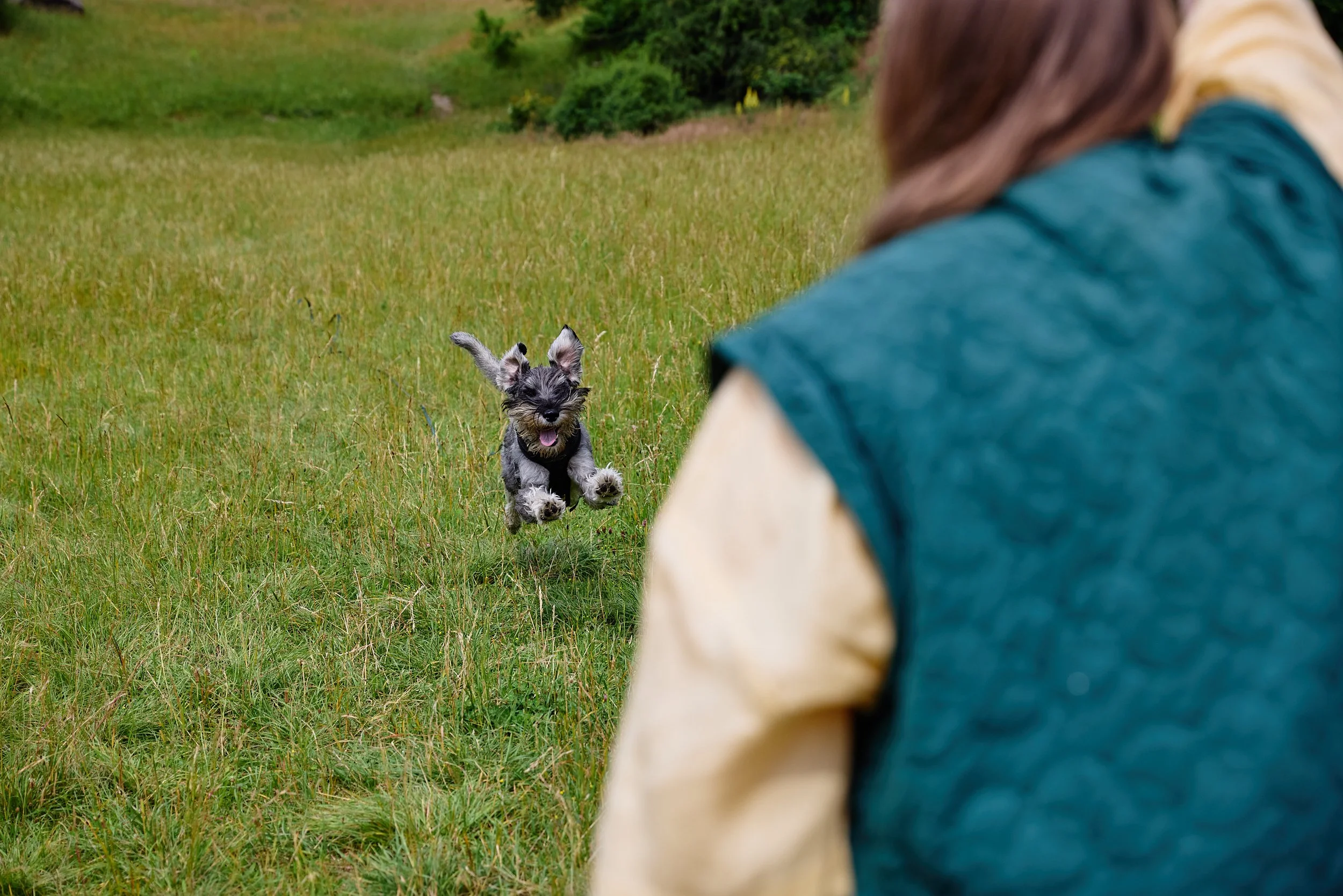 Hundetraining Rückruf üben.jpg