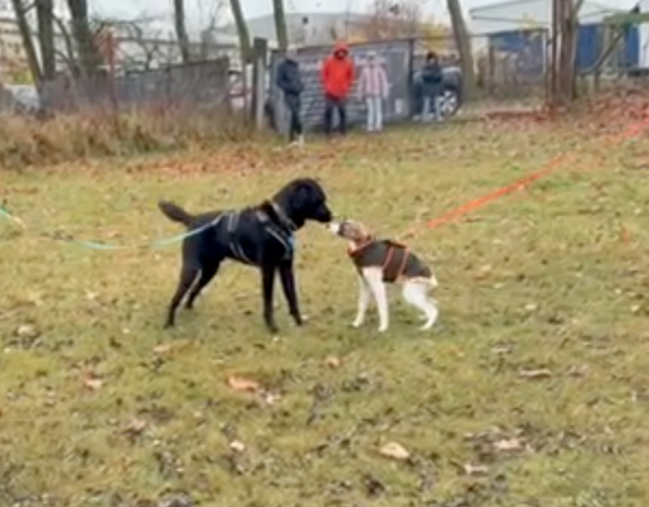 Zwei Hunde beim Spielen im Park, einer schwarz und der andere braun-weiß, mit Leinen, im Hintergrund Menschen und eine Mauer.