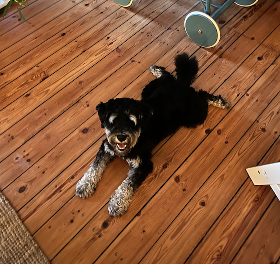 Ein schwarzer und grauer Hund liegt auf einem Holzboden, schaut freundlich in die Kamera, im Hintergrund ein Kinderwagen.