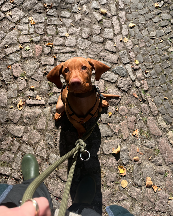 Brauner Hund auf Kopfsteinpflaster mit Herbstblättern, Halter und Leine sichtbar.