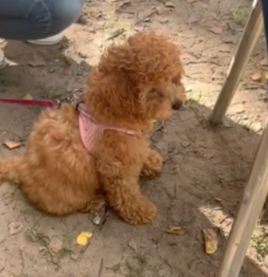 Kleiner, lockiger brauner Hund, der an einem Himmel sitzen, auf sandigem Boden neben einem Metallgestell, trägt ein pinkes Halsband.
