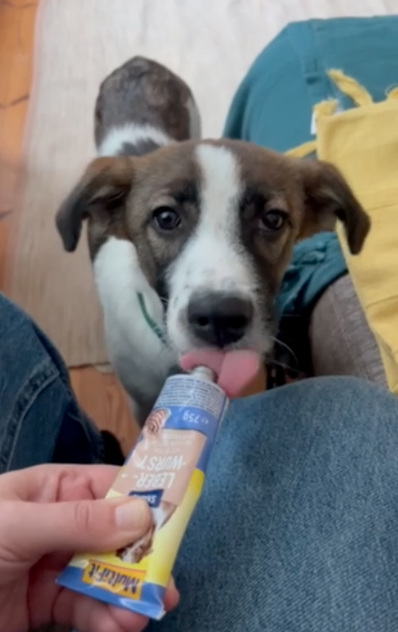 Hund leckt an Tuben-Greifspielzeug, das von Person gehalten wird, während es auf dem Boden sitzt, mit einer Person im Hintergrund.