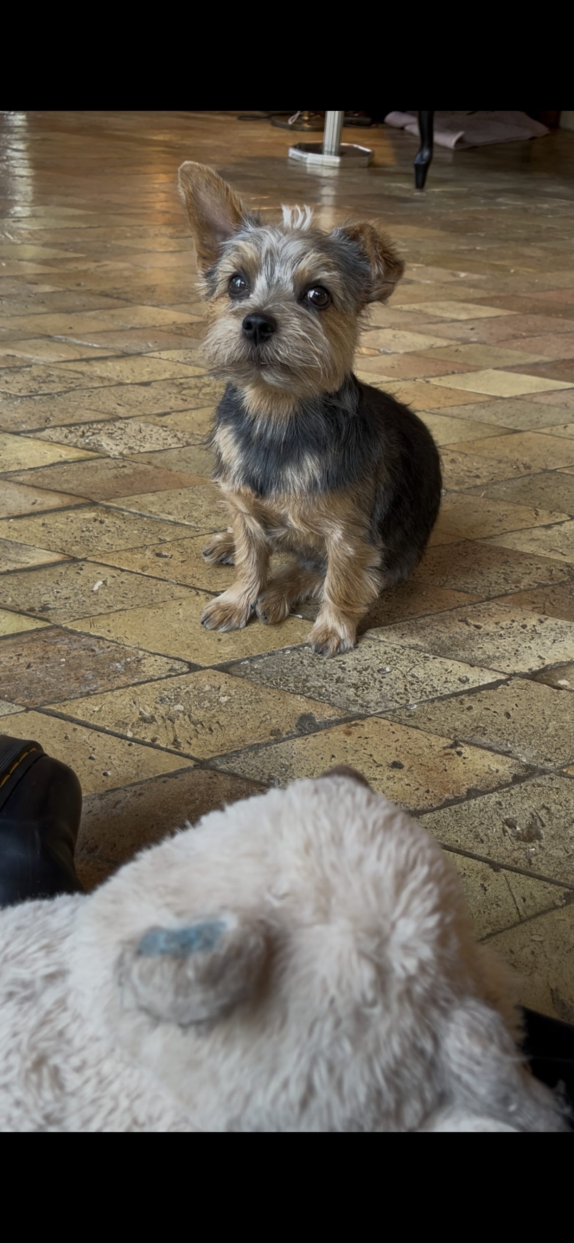Ein kleiner, niedlicher Hund sitzt auf einem Fliesenboden und schaut aufmerksam in die Kamera. Ein zweiter Hund liegt im Vordergrund, nur teilweise sichtbar.