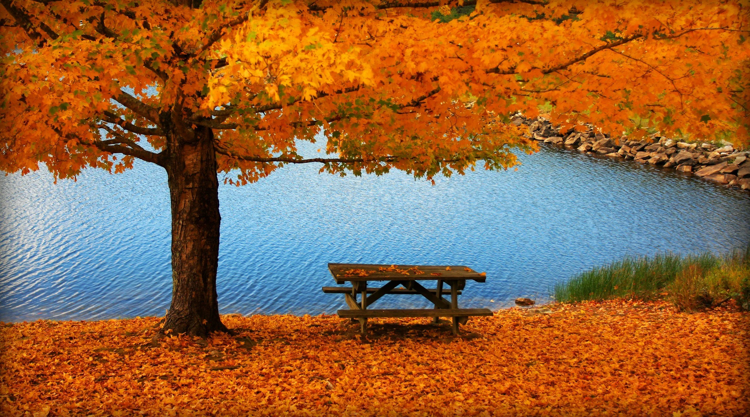 Fall Leaf Inspiration: Orange - Embracing the Beauty and Fear of Life's Shifts