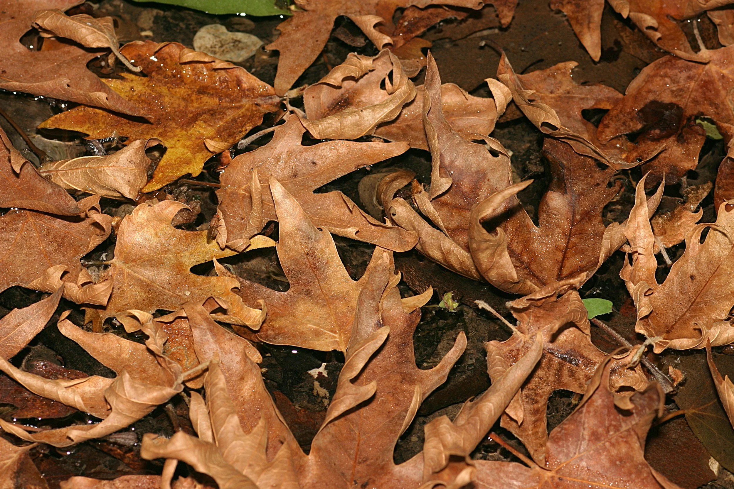 Fall Leaf Inspiration: Brown - The Healing Power of Letting Go