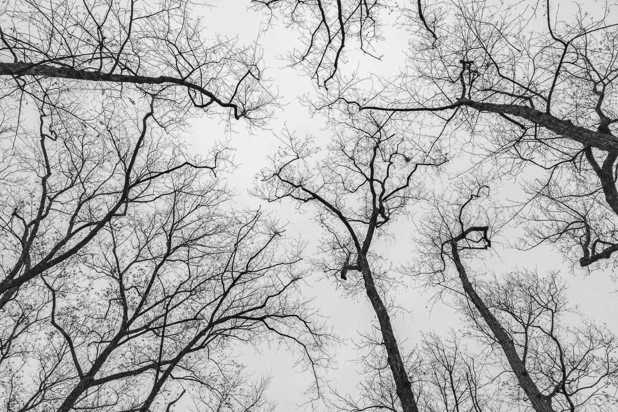 The Bare Branch: Finding Strength in Vulnerability After the Shedding
