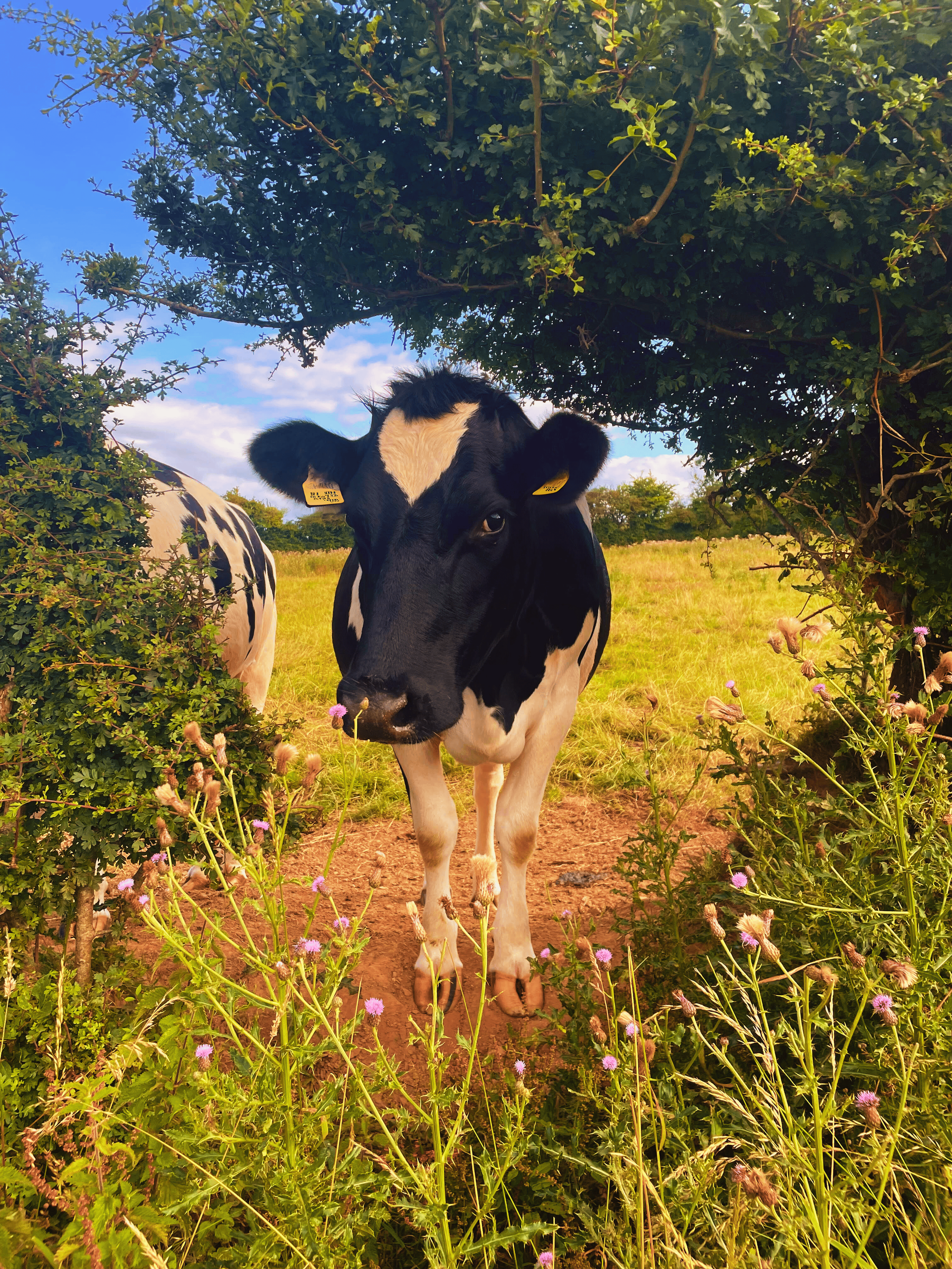 A black and white cow standing in a grassy field, partially obscured by wildflowers and bushes, with blue sky and white clouds in the background.