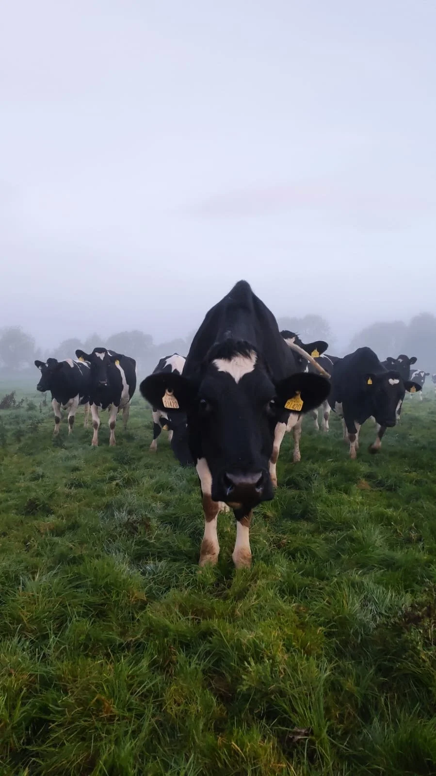 A close-up of a black and white cow standing on green grass, with several more cows in the background on a foggy day.