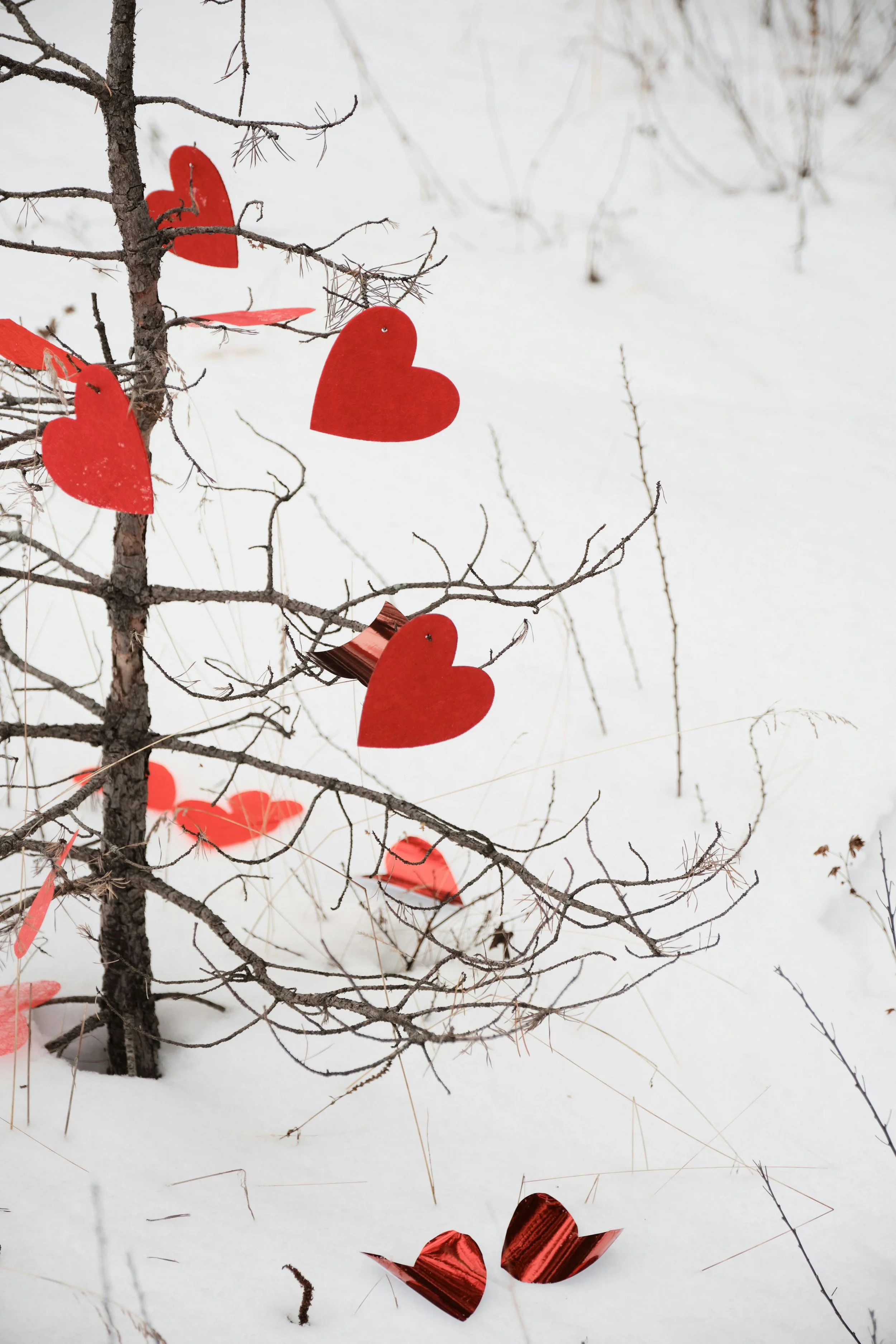 Reiki Level I Certification 