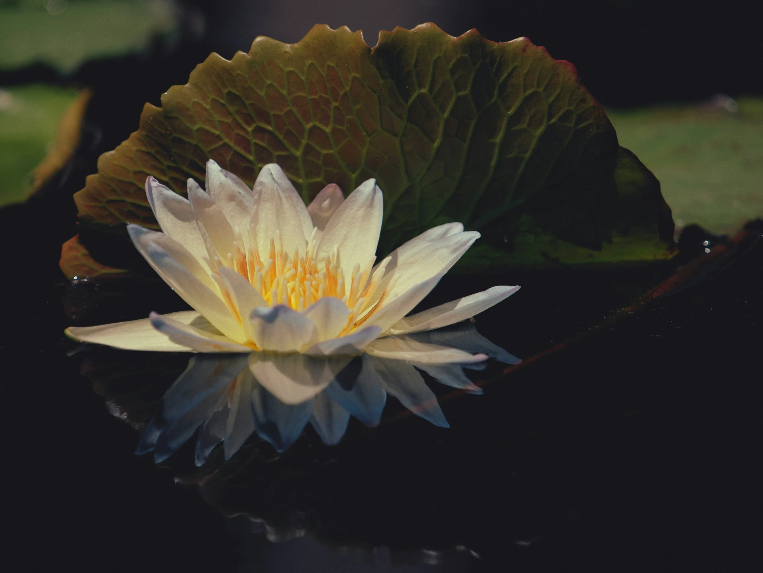Finding Calm- Tips for Regulating Your Nervous System 