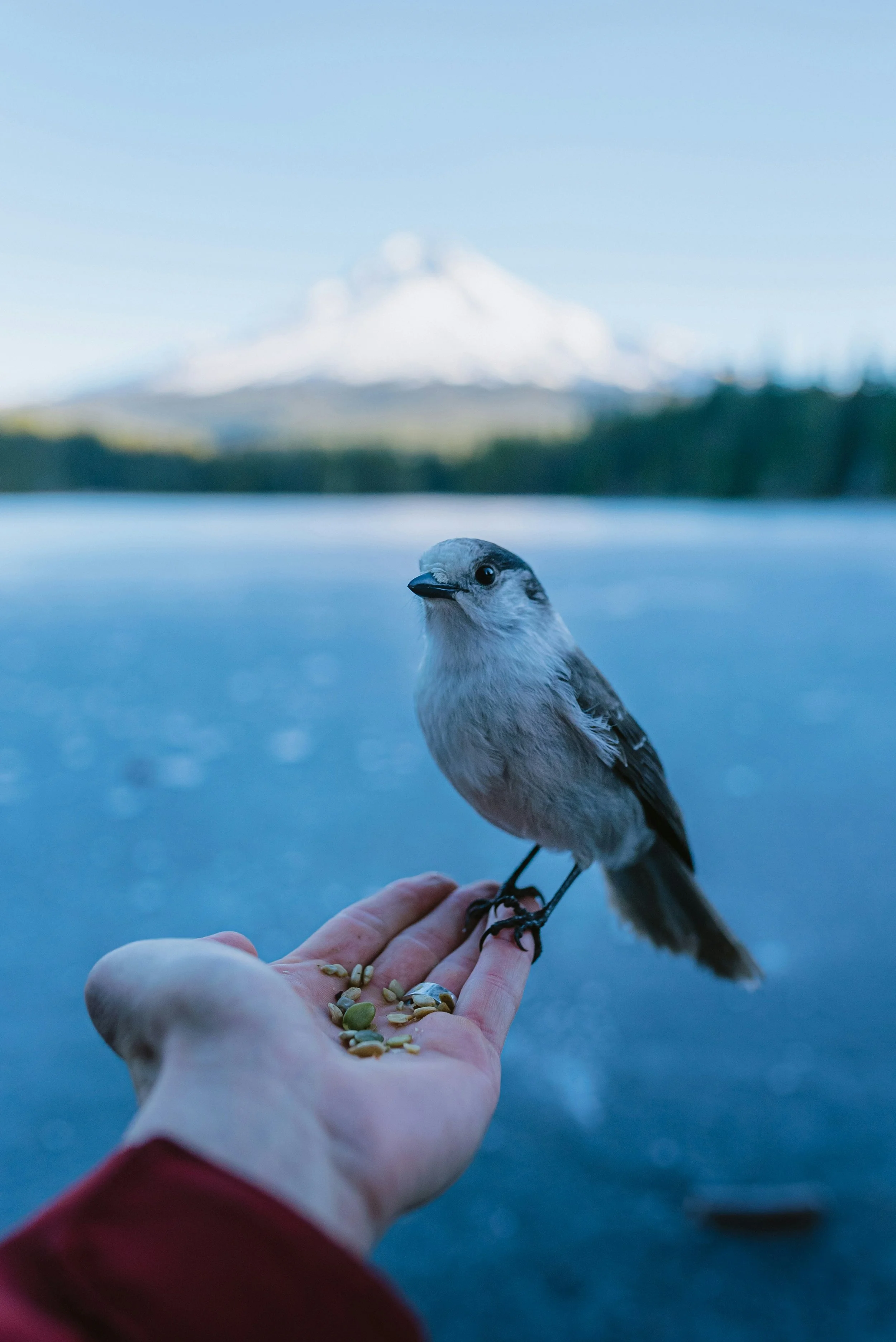 Self-Trust Comes First: Why Trust Starts Closer to Home Than You Think