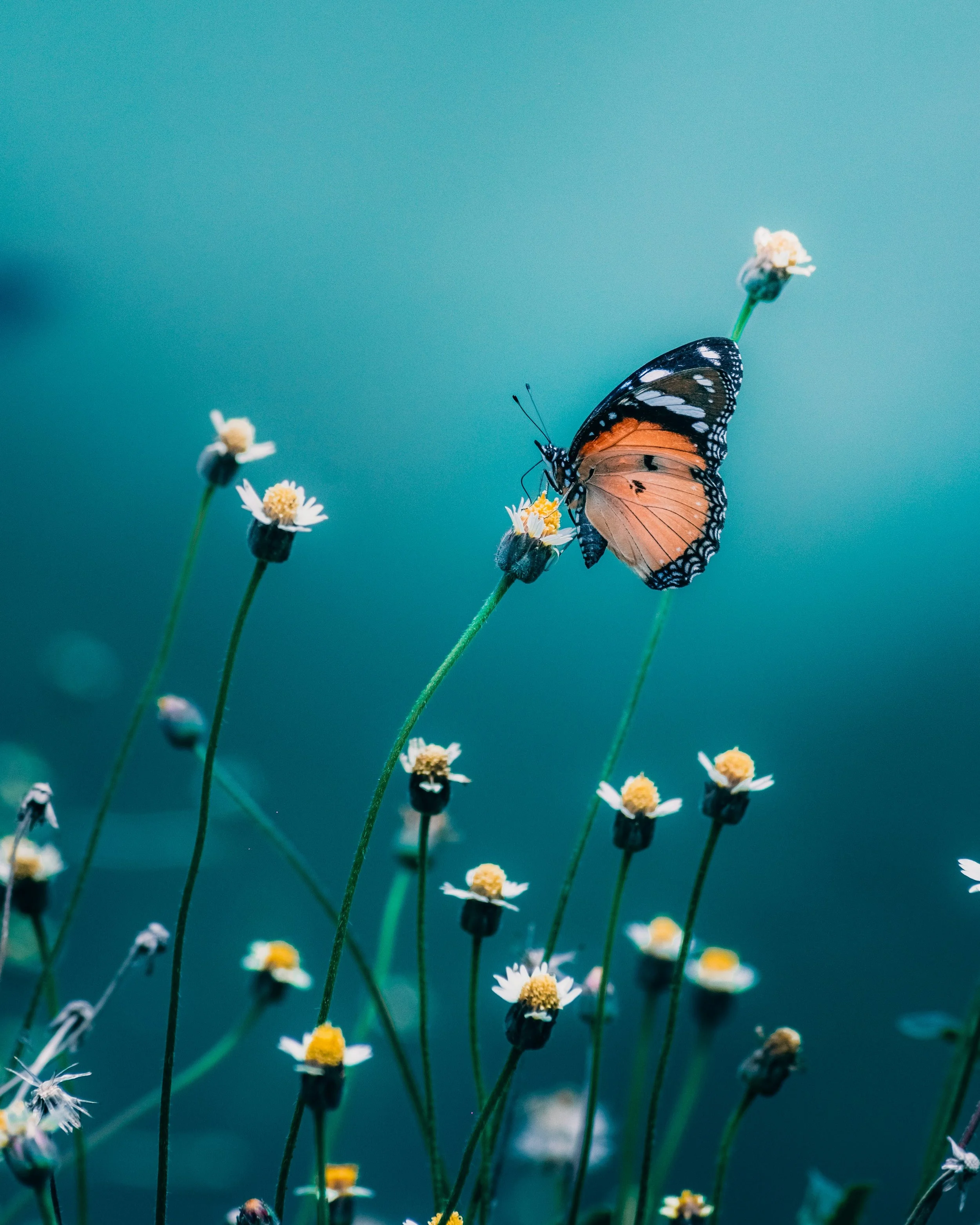 Small Permissions: How My Clients Stopped Putting Conditions on Joy