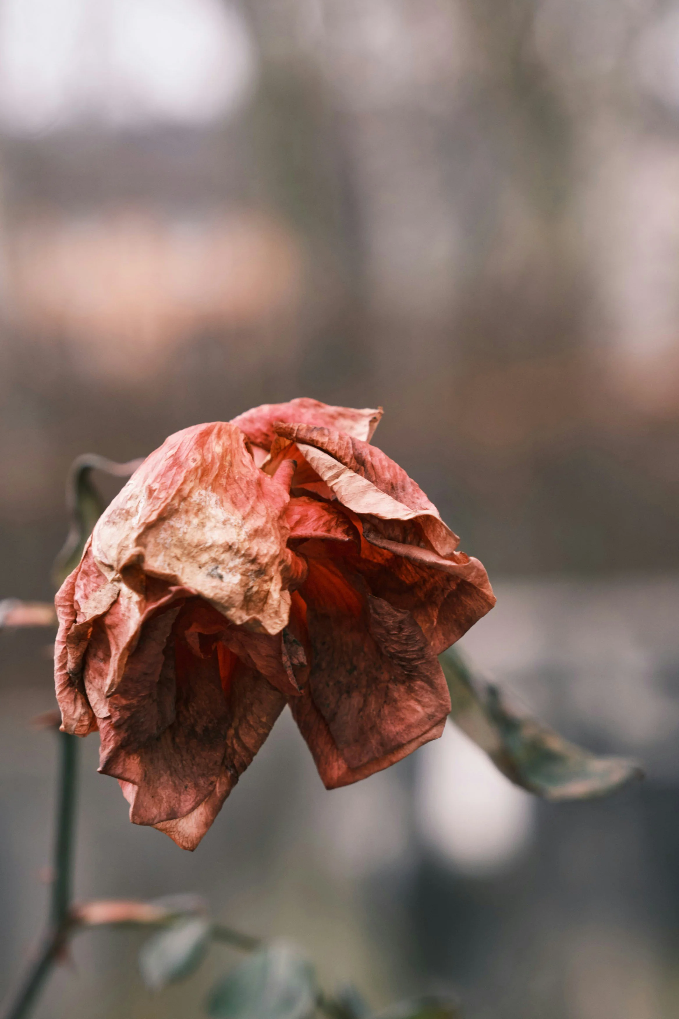 Why Grief Shows Up in Your Body
