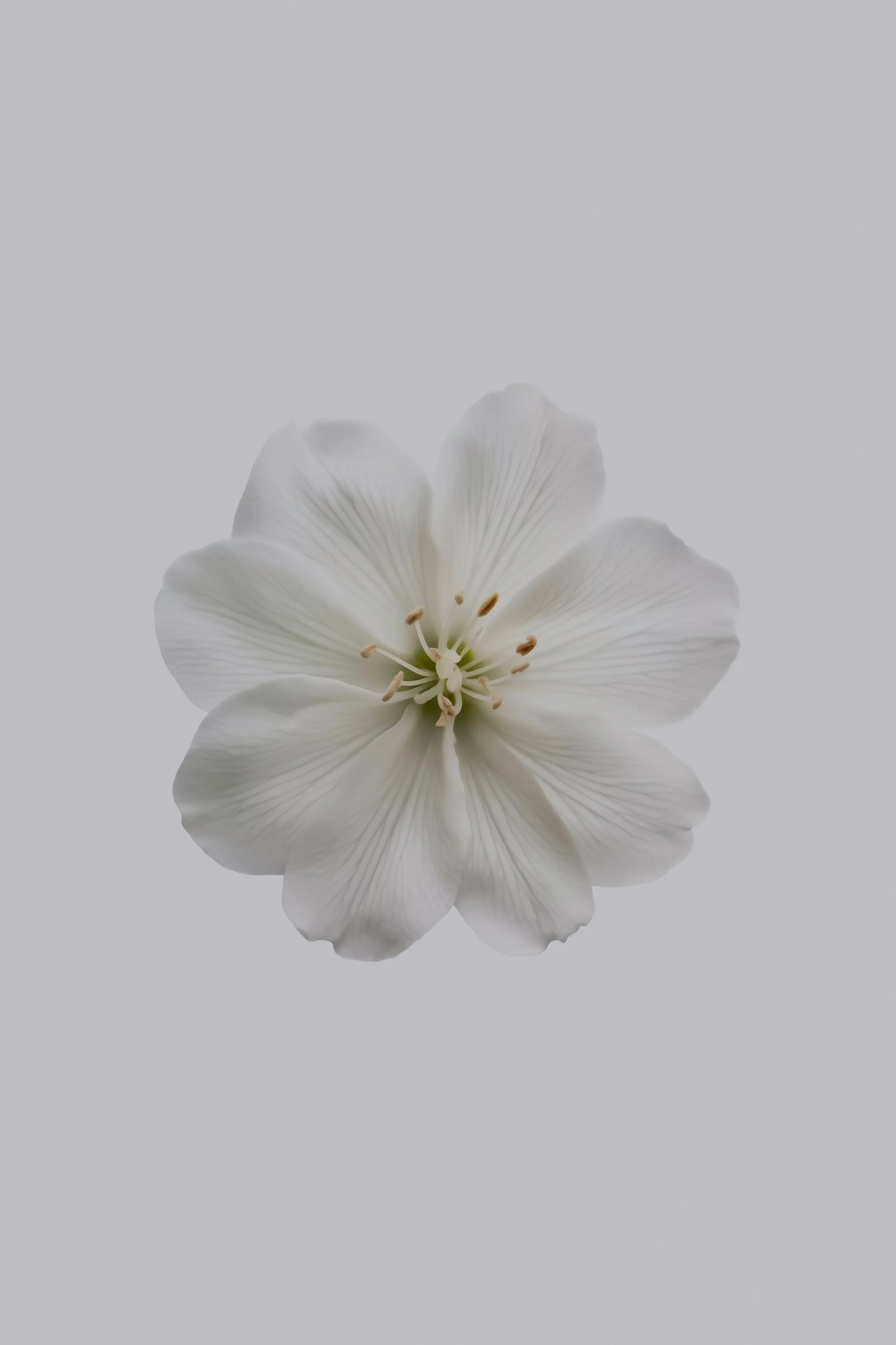 Reiki Level III (Master) Certification