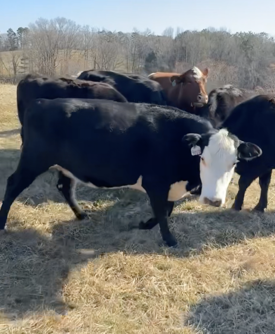 Screenshot 2026-02-11 at 7.35.50 PM.png